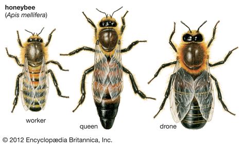 Why is there only one female bee?