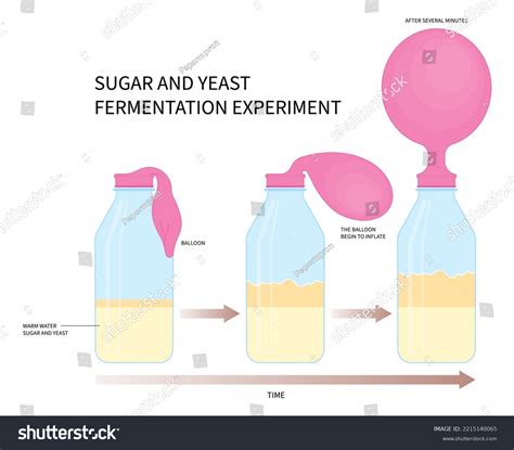 Why is too much sugar bad for yeast fermentation?