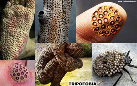Why is trypophobia so disgusting?