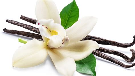 Why is vanilla scent attractive?