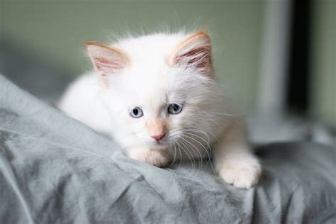 Why is white cat fur softer?