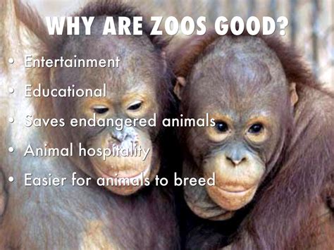 Why is zoo called zoo?