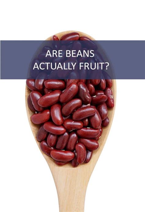 Why isn't a bean a fruit?