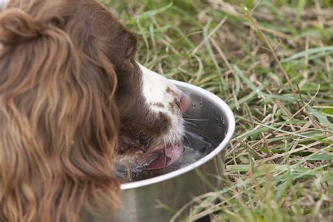 Why isn't ice water good for dogs?
