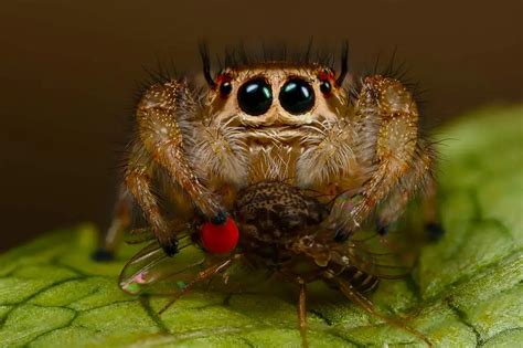Why isn't my jumping spider eating?