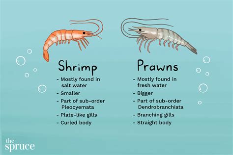 Why isn't shrimp called fish?