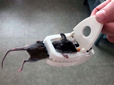 Why isn t poison killing the mice?