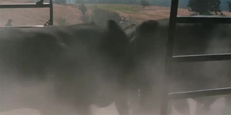 Why keep bulls away from cows?