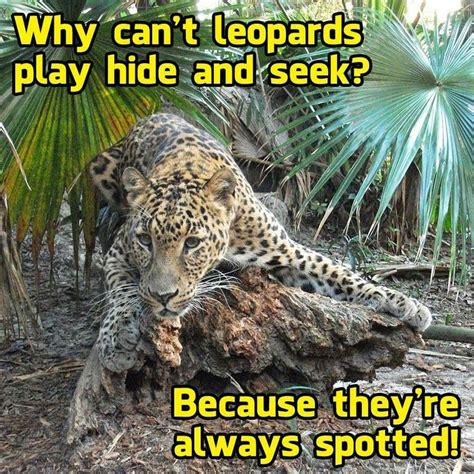 Why leopards can t play hide-and-seek?