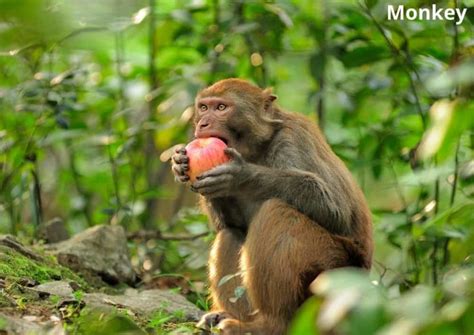 Why monkeys don t eat custard apple?