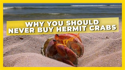 Why not to buy hermit crabs?