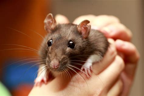 Why not to get a pet rat?