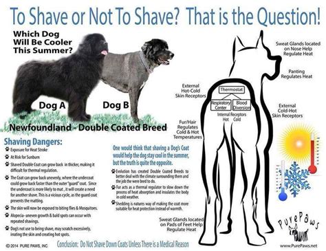 Why not to shave a double coat dog?