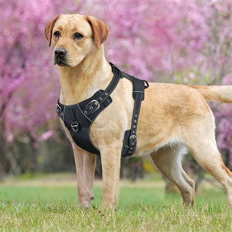 Why not to use harness on dogs?