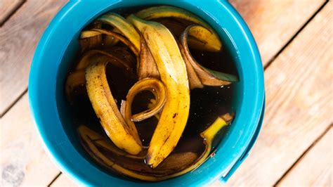 Why put banana peels in water?