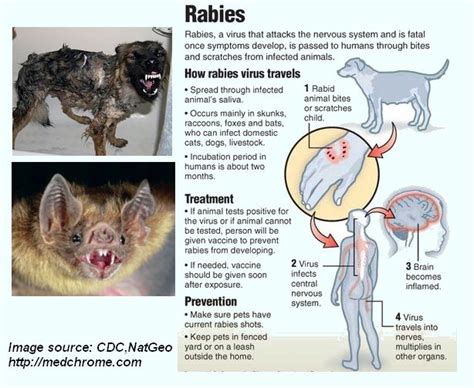 Why rabies has no cure?