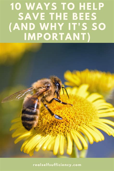 Why save bees?