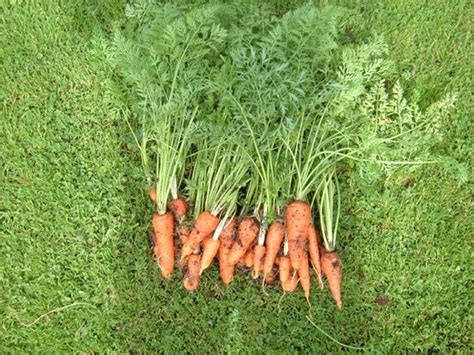 Why should carrots not be transplanted?