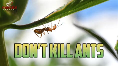 Why should you not kill ants?