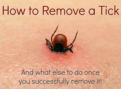 Why shouldn't you crush a tick with your finger?