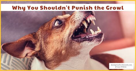 Why shouldn't you growl at your dog?