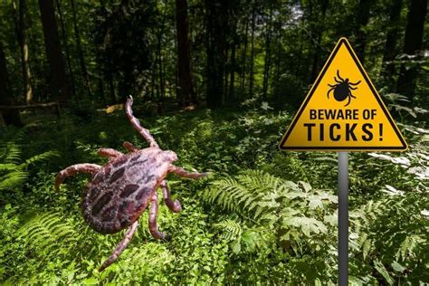 Why shouldn't you squish ticks?