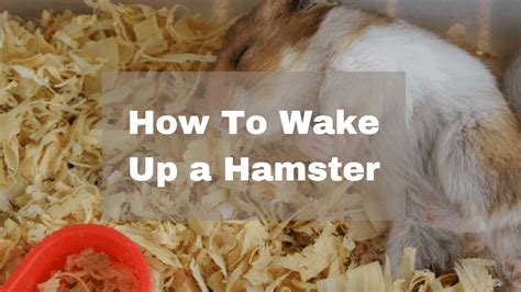 Why shouldn't you wake up a hamster?