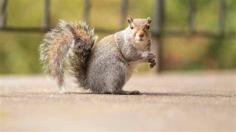 Why squirrels are so cute?