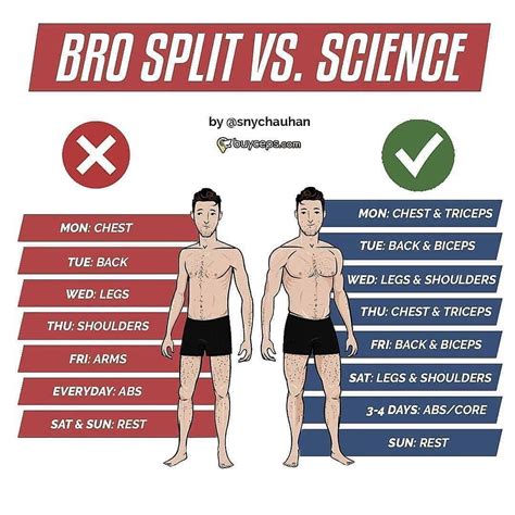 Why the bro split is the best?
