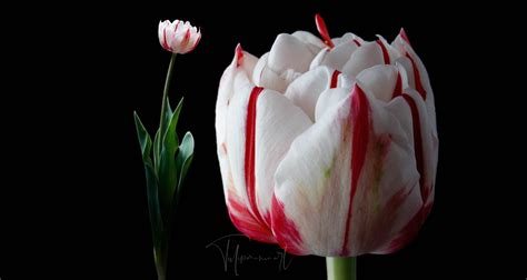 Why tulip is expensive?