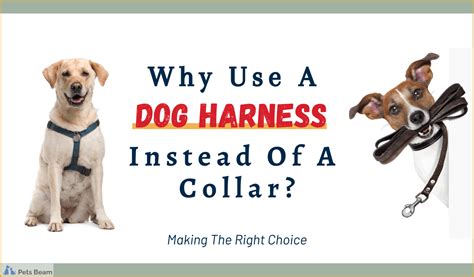 Why use a harness instead of a collar?