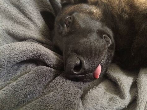 Why was my dog's tongue out when he died?