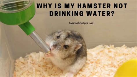 Why will my hamster not drink water?