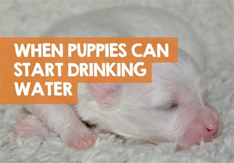 Why won't 4 week old puppies drink water?