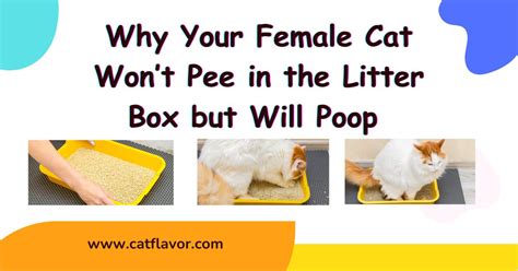 Why won't cat pee in litter box?