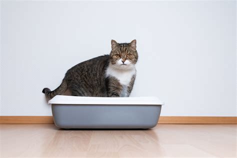 Why won't my 15 year old cat use the litter box?