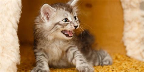Why won't my cat stop hissing at my kitten?