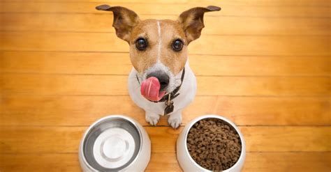 Why won't my dog eat dry food anymore?