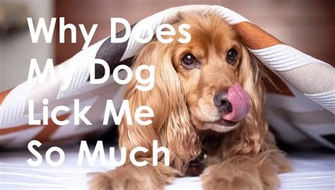 Why won't my dog lick me but likes everyone else?