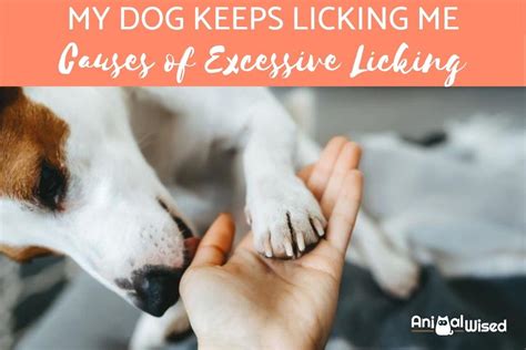 Why won't my dog stop licking me?