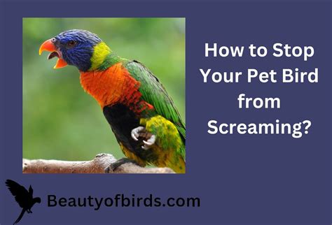 Why won't my parrot stop screaming?