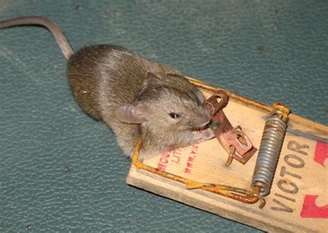 Why won't rats touch my trap?