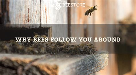 Why would a bee follow you?