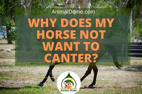 Why would a horse not canter?