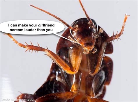 Why you should hate cockroaches?