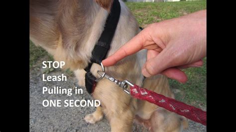 Why you should not leash your dog?