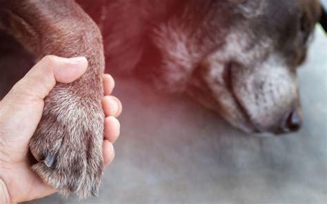 Why you should stay with your dog during euthanasia?
