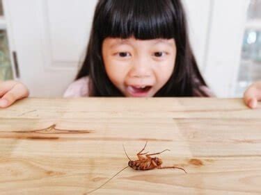 Why you shouldn't be scared of roaches?