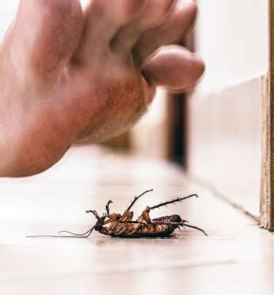 Why you shouldn't smash a cockroach?