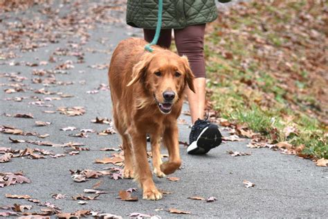 Why you shouldn't walk your dog everyday?